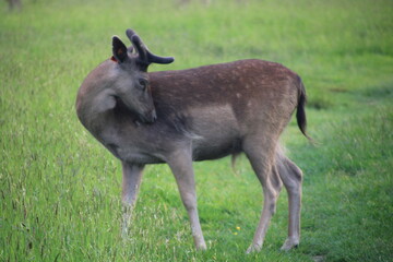 Phoenix park, dublin