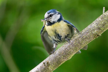 Blaumeise mit Futter