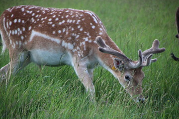 Phoenix park, dublin