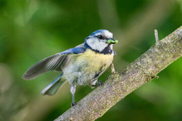 Blaumeise mit Futter