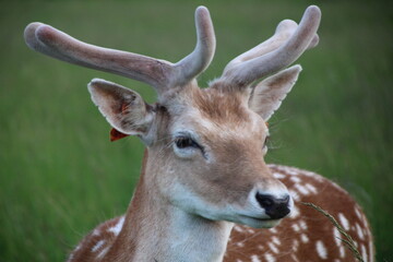 Phoenix park, dublin
