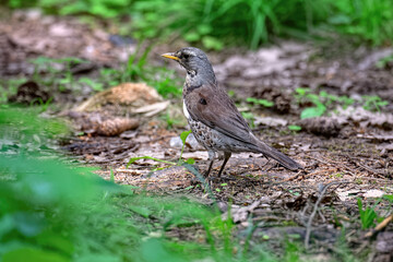 Fieldfare (Turdus pilaris) standing in the grass in the forest.