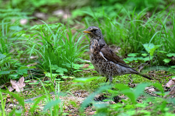 Fototapeta premium Fieldfare (Turdus pilaris) standing in the grass in the forest.