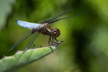 A dragonfly flaps on an aloe tip.