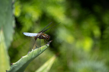 A dragonfly flaps on an aloe tip.