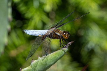 A dragonfly flaps on an aloe tip.