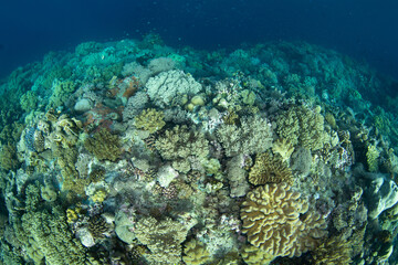 Healthy corals cover a reef slope on a remote island in the Forgotten Islands of Indonesia. This beautiful region harbors extraordinary marine biodiversity.
