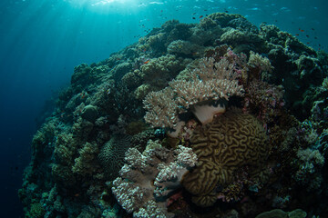 Healthy corals cover a reef slope on a remote island in the Forgotten Islands of Indonesia. This beautiful region harbors extraordinary marine biodiversity.