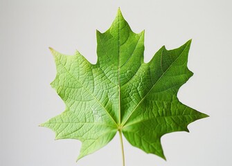 Lone Maple Leaf Against White Background