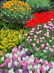  tulips garden