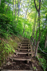 Obraz premium A Serene Path Through the Verdant Forest