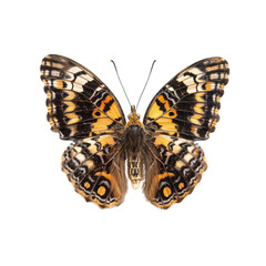 Fototapeta premium Isolated butterfly on white background