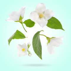 Obraz premium Beautiful jasmine flowers with leaves in air on turquoise background