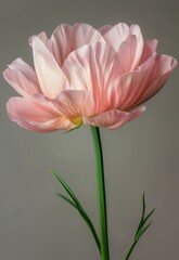 Naklejka premium A beautiful pink tulip in full bloom against a light gray background.