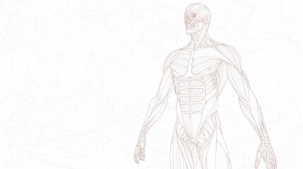 Human Anatomy, Line Art