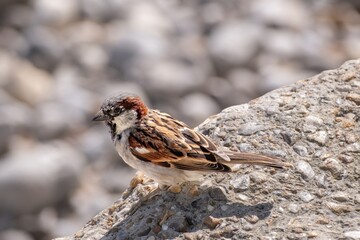 sparrow sits on a stone wall