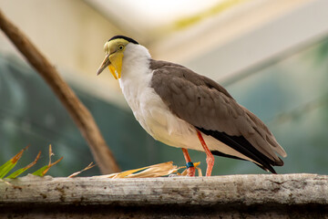 Masked Lapwing Standing on a Wood Plank