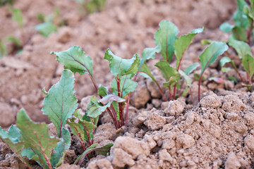 Beet root leaf. Fresh green leaves of beets or root crops of seedlings. A row of green young beetroot leaves growing in an organic farm. Close-up of beetroot leaves. View from above