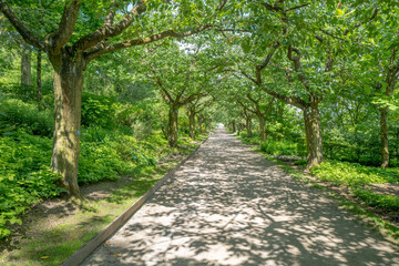 tree avenue in light and shade