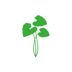Centella Asiatica Illustration 