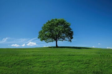Obraz premium A tree is standing in a grassy field with a clear blue sky above it