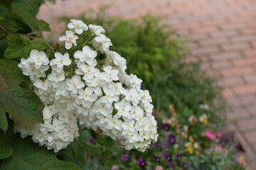 カシワバアジサイ