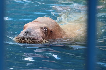 Walrus swimming in a cage