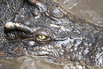Crocodiles in zoos are amphibians.