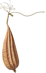 mature and dried angled luffa or loofah isolated white background, fibrous versatile eco-friendly product used as natural sponge, gardening, crafts and decorations 