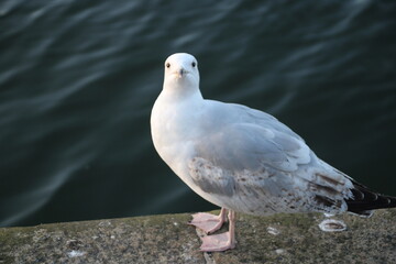 seagull on the rock