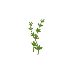 Thyme Branches Illustration