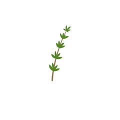 Fototapeta premium Thyme Branches Illustration