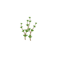 Thyme Branches Illustration
