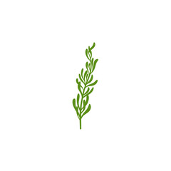 Fototapeta premium Rosemary Branch Icon Illustration 