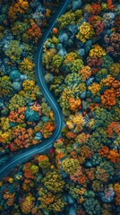 Aerial View of Lush Autumn Forest with Meandering Road 