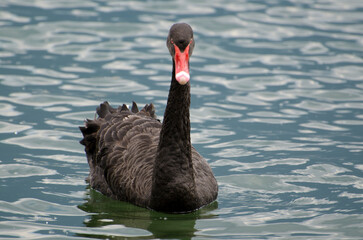 Black Swan on the Blue Water in Switzerland.