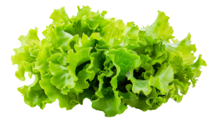 fresh green lettuce isolated on the white background
