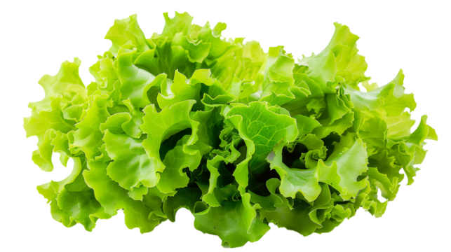 fresh green lettuce isolated on the white background
