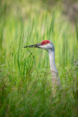 sandhill crane