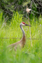 sandhill crane