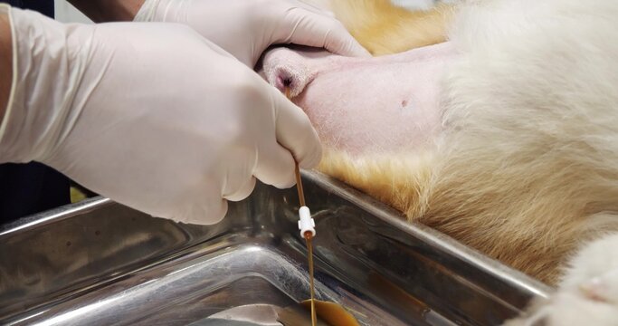 The veterinarian drains urine from the bladder through an inserted urinary catheter. Dark urine flows through a sick dog's urinary catheter into the litter box. Bladder catheterization in a dog.
