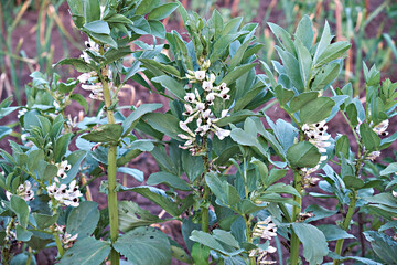 Flowering black bean. Legumes are blooming in the farm garden. The harvest is ecologically clean. Bean flower