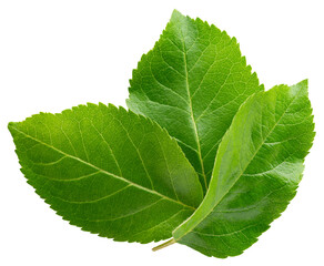 Apple leaf isolated png. Apple leaves flat lay on transparent background. PNG format. Apple leaf top view with no background. Full depth of field