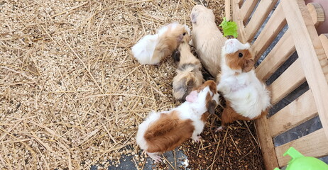 A fluffy Guinea pig stands in a wooden pen covered with hay. Cavy, a long, white-brown fur coat, is...