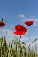 Beautiful red poppies in a field at sunset. Blooming poppy field