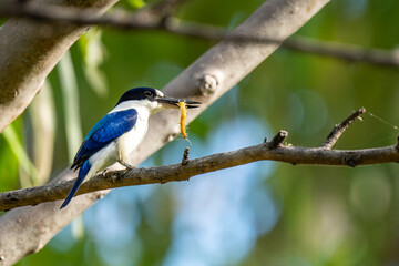 Forest Kingfisher in Katherine Gorge (Nitmiluk National Park), Northern Territory, Australia