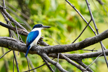 Forest Kingfisher in Katherine Gorge (Nitmiluk National Park), Northern Territory, Australia