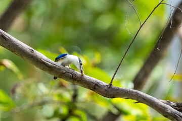 Forest Kingfisher in Katherine Gorge (Nitmiluk National Park), Northern Territory, Australia