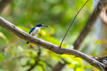 Forest Kingfisher in Katherine Gorge (Nitmiluk National Park), Northern Territory, Australia