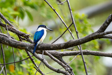 Forest Kingfisher in Katherine Gorge (Nitmiluk National Park), Northern Territory, Australia